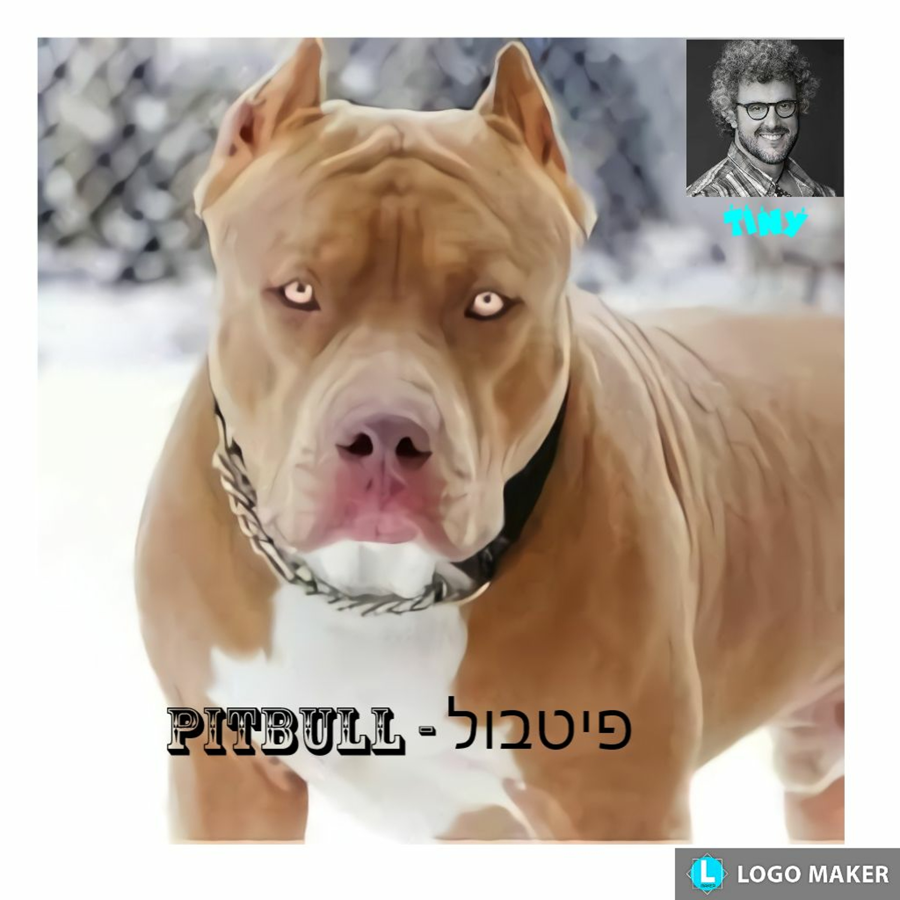 Pitbull - פיטבול episode artwork
