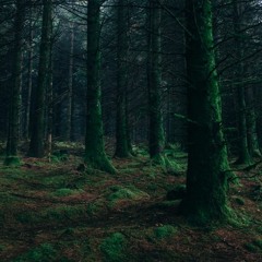 FOREST MANDRAKE