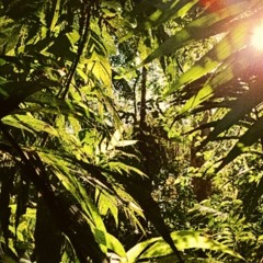 REGGAE REALM