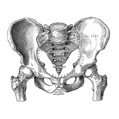 SAM DICKSON HIP BONE