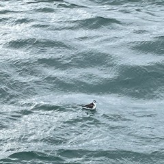 바다에게