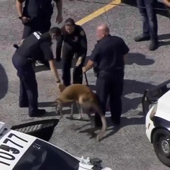 Kangaroo in Fort Lauderdale 911 calls