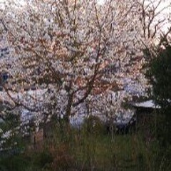 Cryin' for Love / Stytz Syndicate