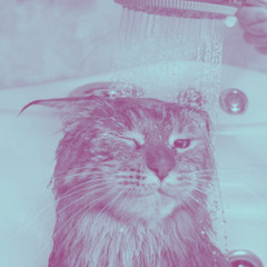 smxd. - washed washed cat!