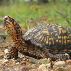 Take A Walk With A Turtle - Mixed By Danny Dobs