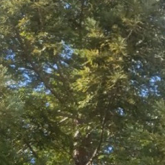 P R O G R V M _ E X T