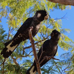 Compassionate Friend - MSC