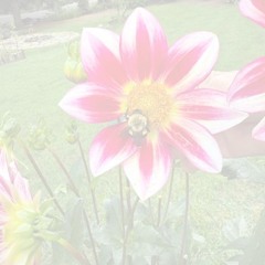 Lunar Nidra ~ Complete ~ Virgo New Moon Solar Eclipse