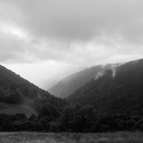 Birds are just Drones