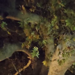 hbm'97. - pulsvrstvndvlone