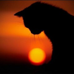 Sunrise Summer 2020