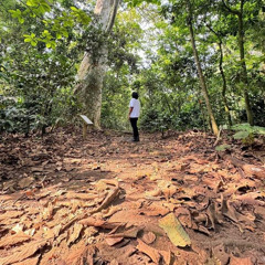 Pensamientos intrusivos