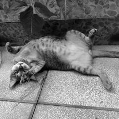 SONTUNGM79  NLE N1GGA