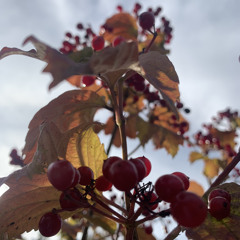 мила я знаю ти не винна ти так сильно любила