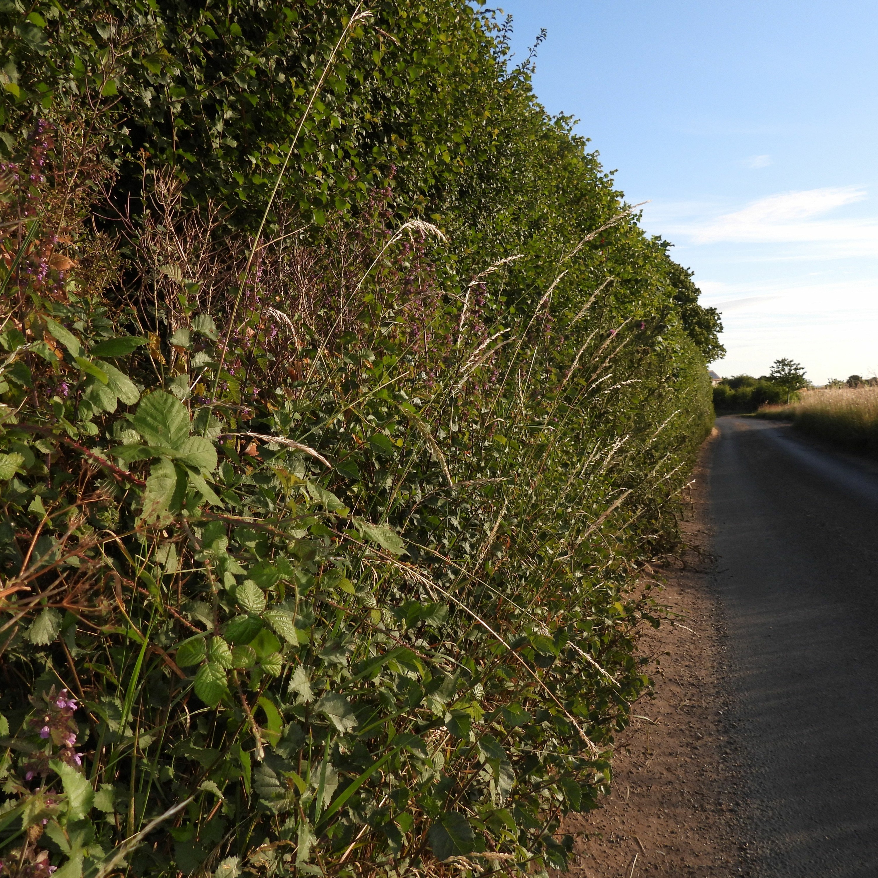2022 STRAIGHT FROM THE FIELDS 10 - HEDGES FIT FOR SONGBIRDS episode artwork