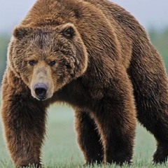 Bear Minimal #Original