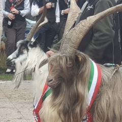 vincitore premio becchi