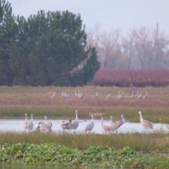 SandhillCranes