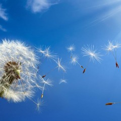 Zephyr - Indian Summer