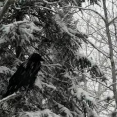 Crow in Tree