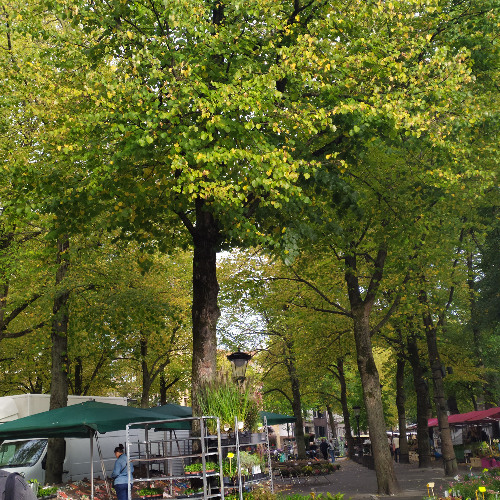 Vauban 22/11/2024 - Original one asso / T.lesco.P - Pillage Sonore.