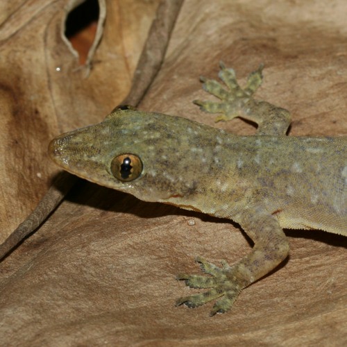 Hemidactylus frenatus