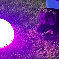 Foster Dog