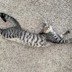 Cehrm Awn Nao (short)