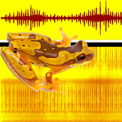 Coro de ranas Los Tuxtlas