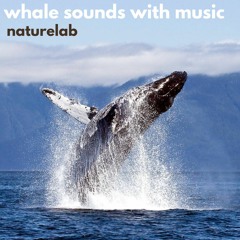 Whale Sounds With Music