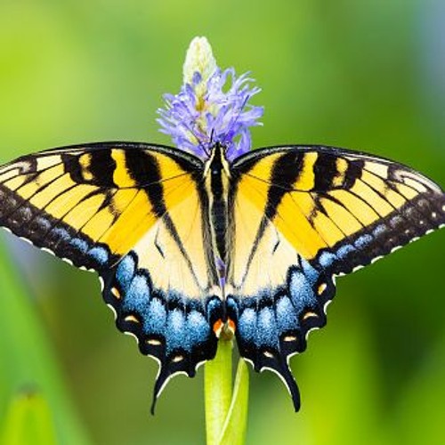 Metamorphosis Of A Butterfly (01/2024)