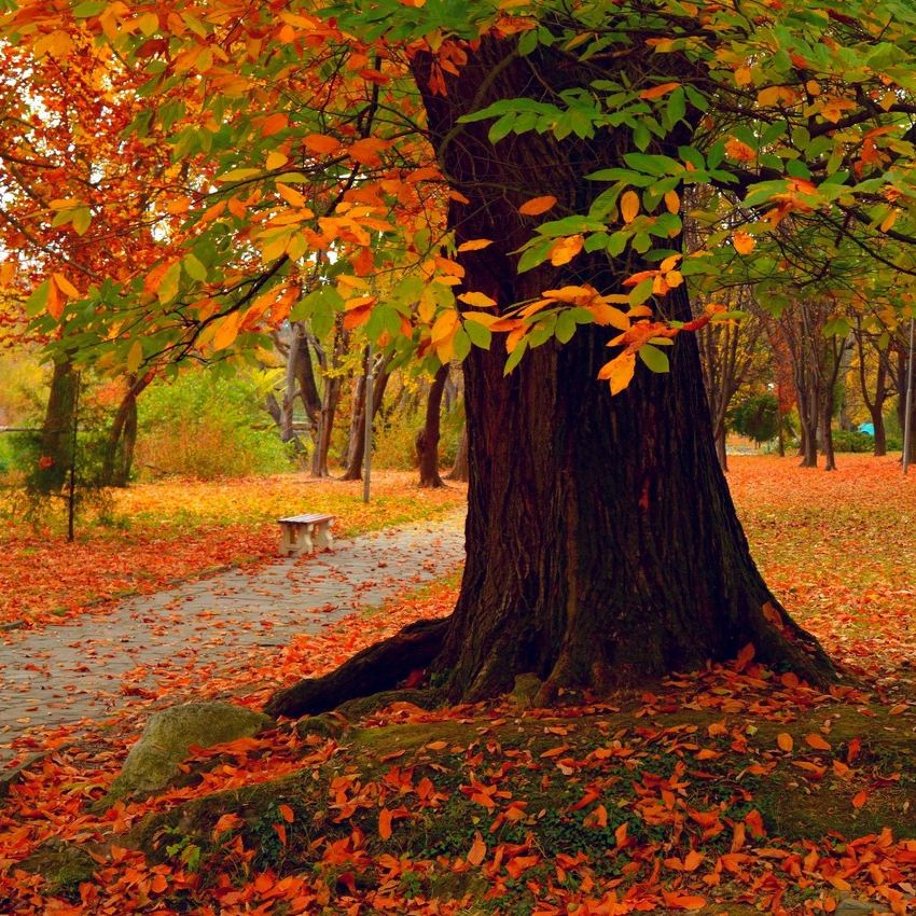 cover of episode Allow Me To Shed All My Old Leaves