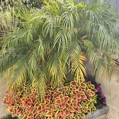 Old Skool hip hop V2 Del Scorcho