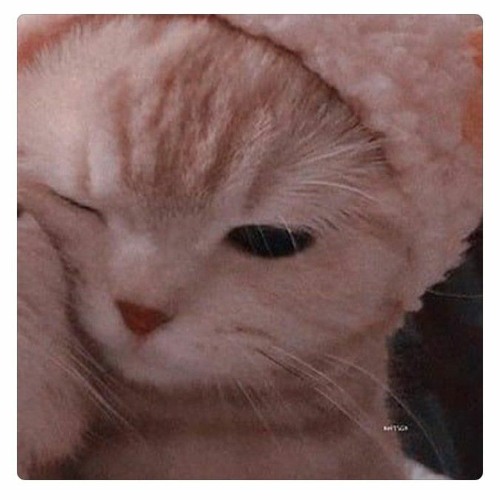 meowe spid up >,<
