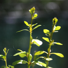 Forest song