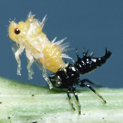 spikiXbbpueXtelepathic