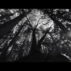 𝐓𝐑𝐄𝐄 𝐇𝐎𝐑𝐍