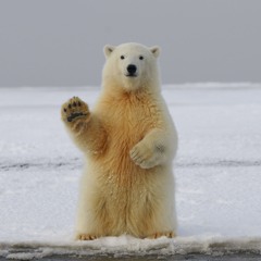 ARCTIC!