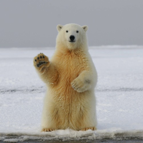 ARCTIC!