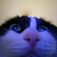 kot ( remastered ) enjoykin зато я спас кота