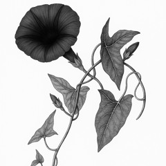 IPOMEA.