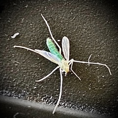 Parish’s_Composition