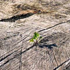Improvisation_010825_Forward
