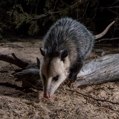 Panhandle Afield: The Virginia Opossum