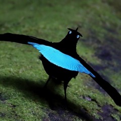 Lophorina's Dance