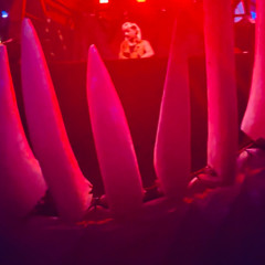 Der Geiger @ Organic Beats Festival | Tiefdruckzone | 2025