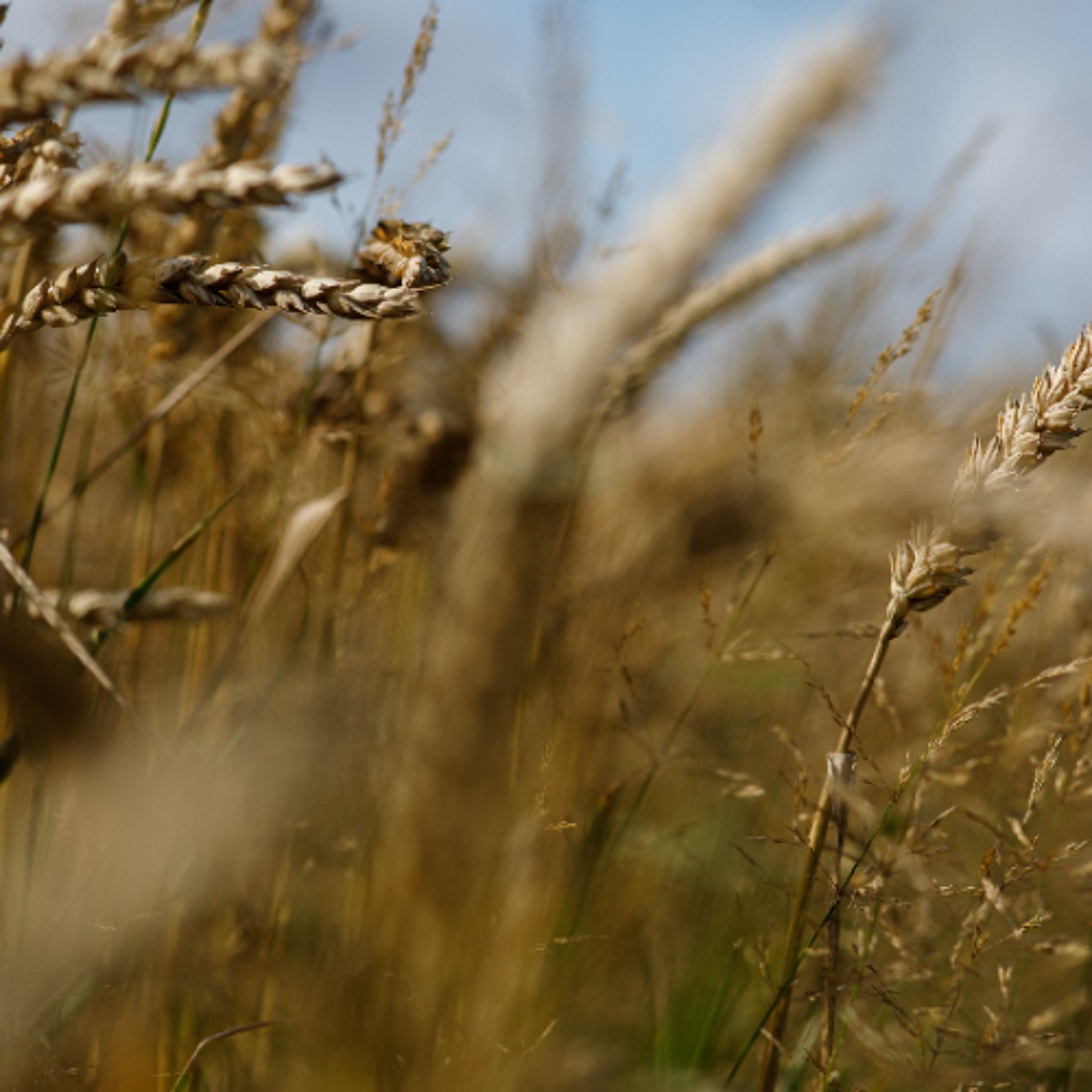 20.06.25 AI faktor. Tehisaru põllumajanduses: ainult haige taim saab mürki ja satelliit mõõdab mulla niiskust