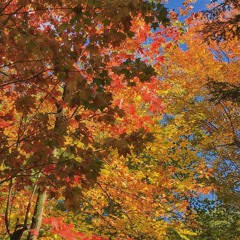 Autumn Leaves