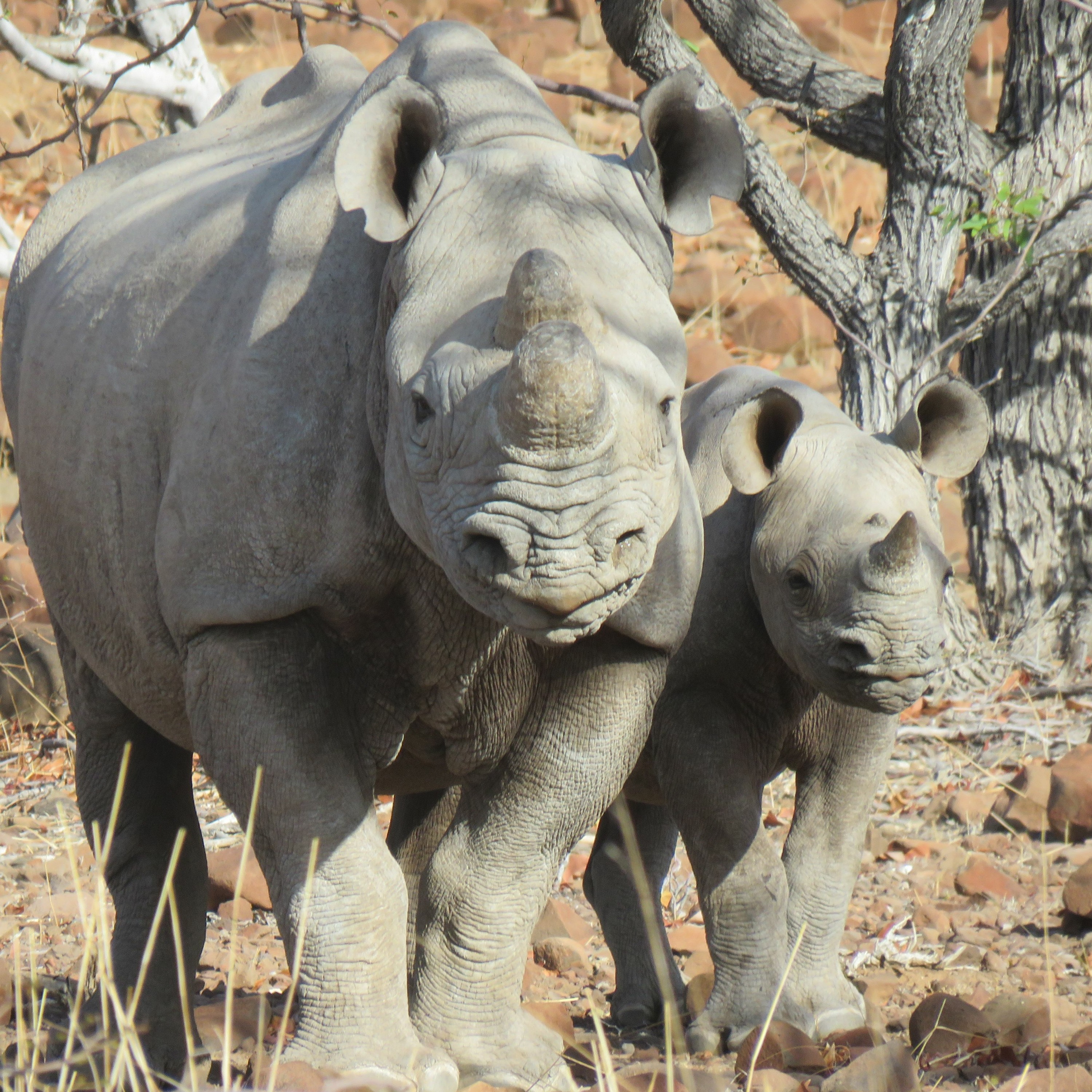 AI-Equipped Drones Could Offer Real-Time Updates on Endangered African Black Rhinos - Ep. 182