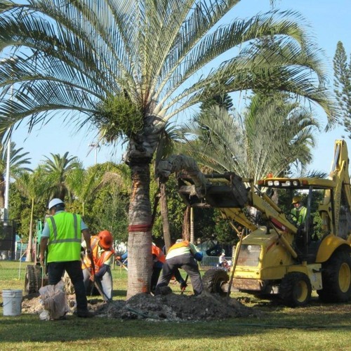 Palm Tree Trimming Services in Sarasota
